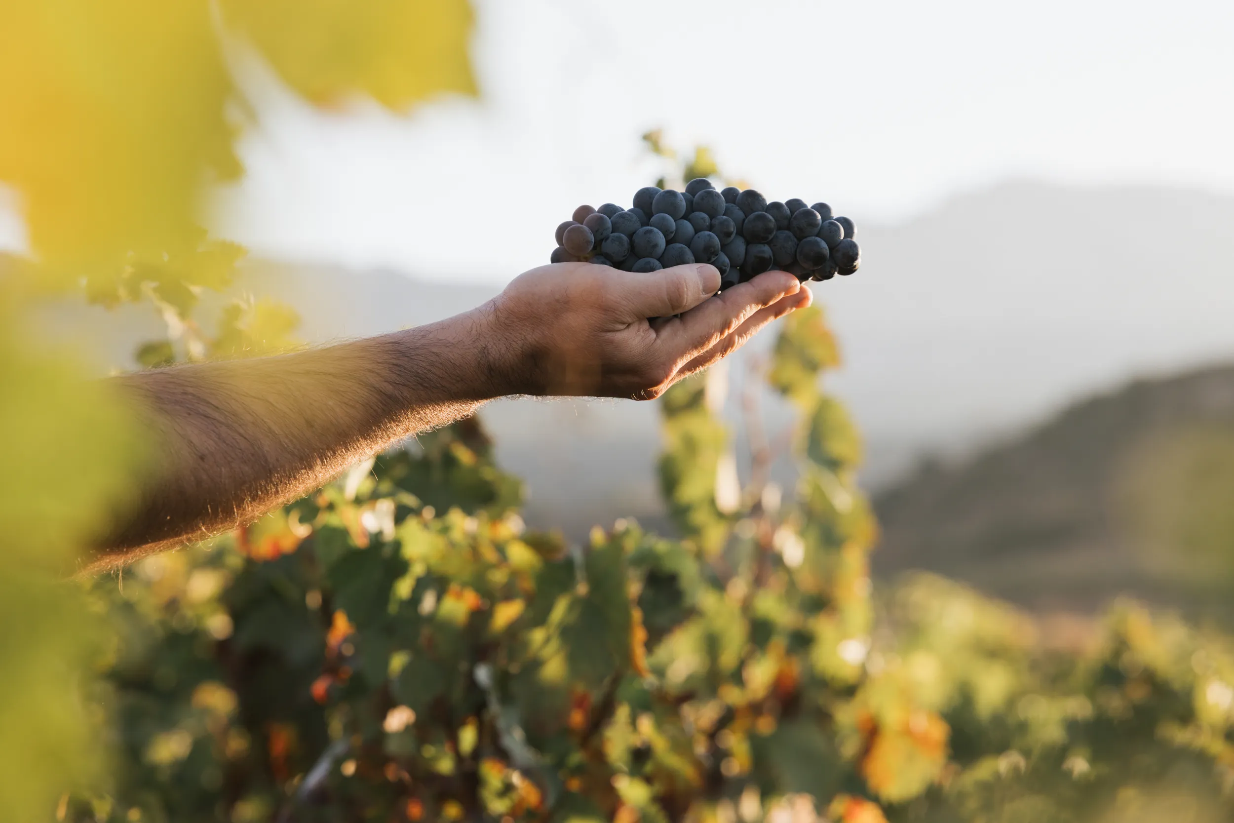 Mano sosteniendo un racimo de uvas tintas durante la vendimia.