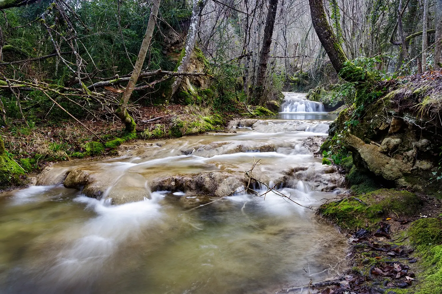 Arroyo entre hayas en la Ruta del Agua de Berganzo.
